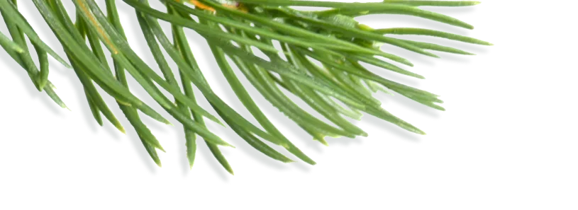 NONUO-Artificial Christmas trees-1